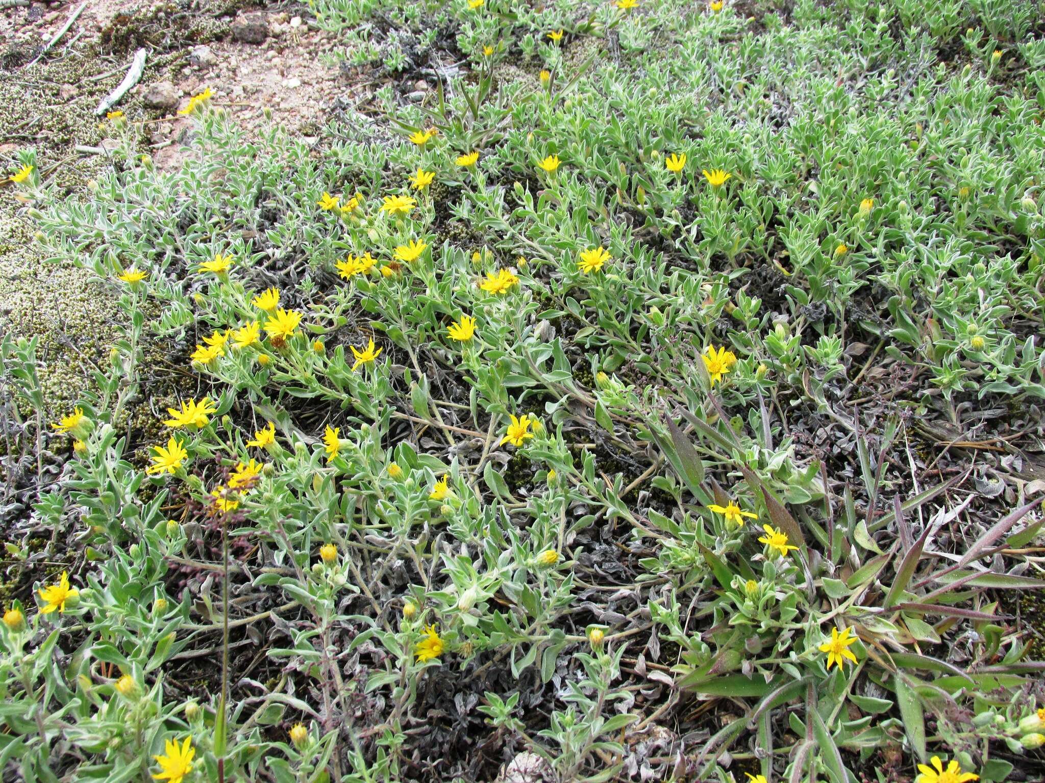 Image of hairy false goldenaster