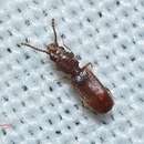 Image of Rusty grain beetle