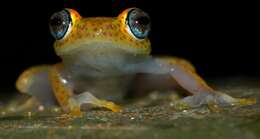 Image of Boophis tasymena Vences & Glaw 2002