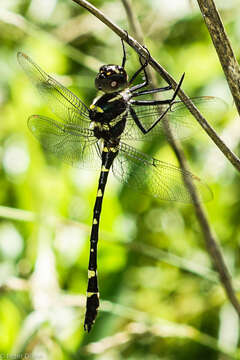 Image of Macromia illinoiensis georgina Selys 1878