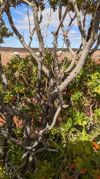 Imagem de Eremophila duttonii F. Muell.