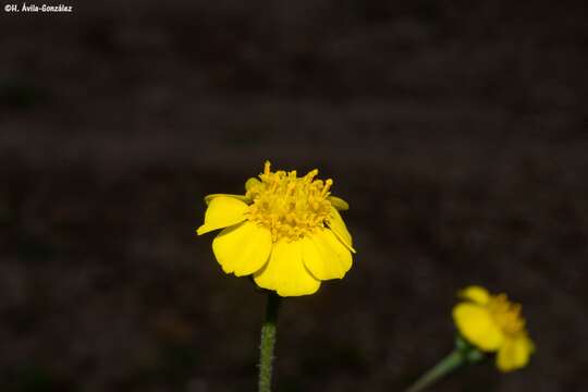 Image de Tridax balbisioides (Kunth) A. Gray