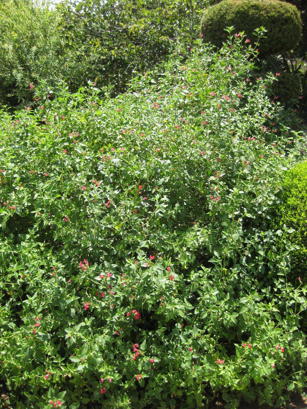 Salvia microphylla Kunth resmi