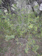 Image of Texas barberry