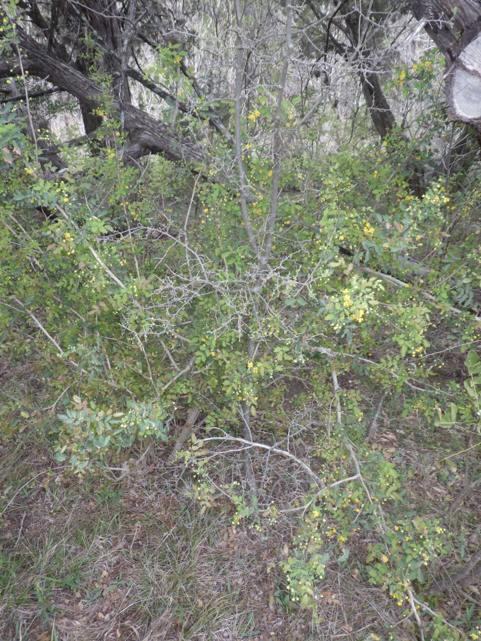 Image of Texas barberry