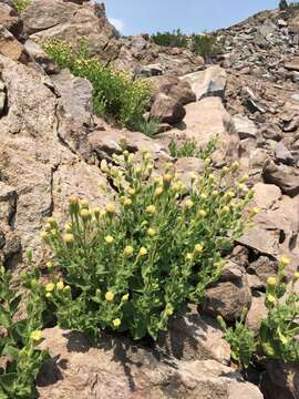 Image of Mt. Shasta arnica