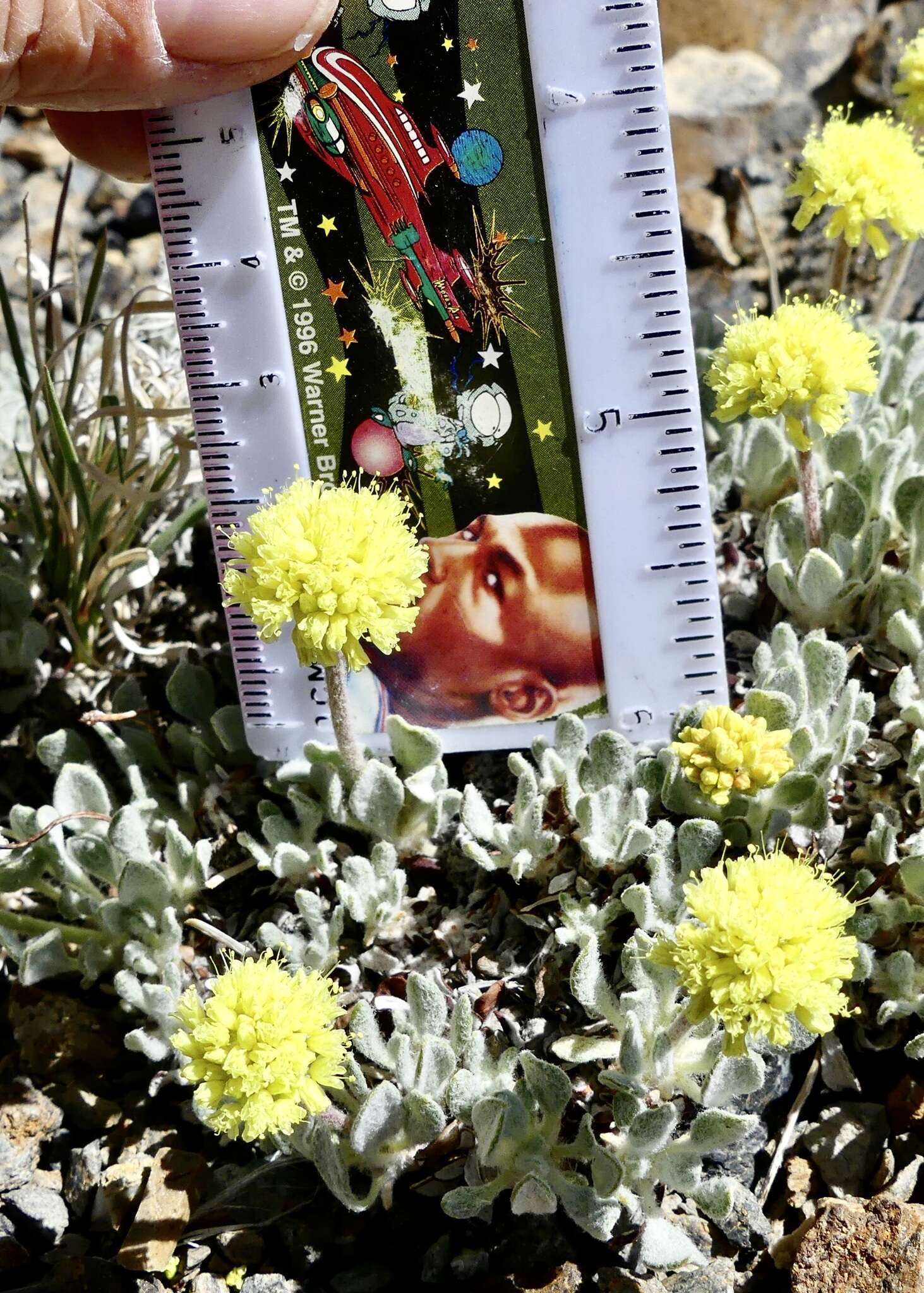 Image of Great Basin Desert buckwheat