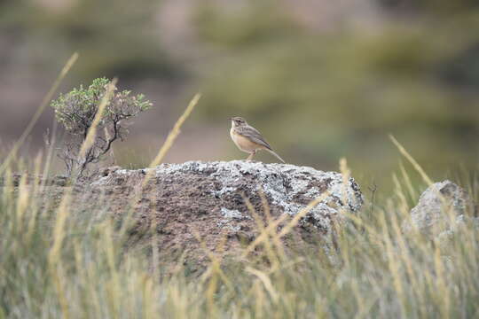 Image of Mountain Pipit