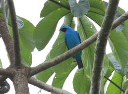 Слика од Cotinga maynana (Linnaeus 1766)