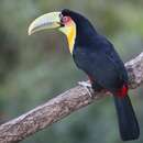 Imagem de Ramphastos dicolorus Linnaeus 1766