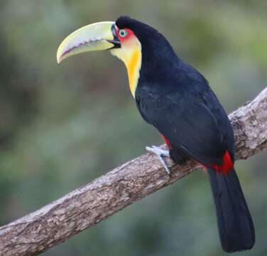 Слика од Ramphastos dicolorus Linnaeus 1766