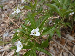 Image of Pinnate Coralroot