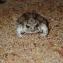 Image of Southern sandhill frog