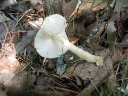 Image of Lepiota clypeolaria (Bull.) P. Kumm. 1871