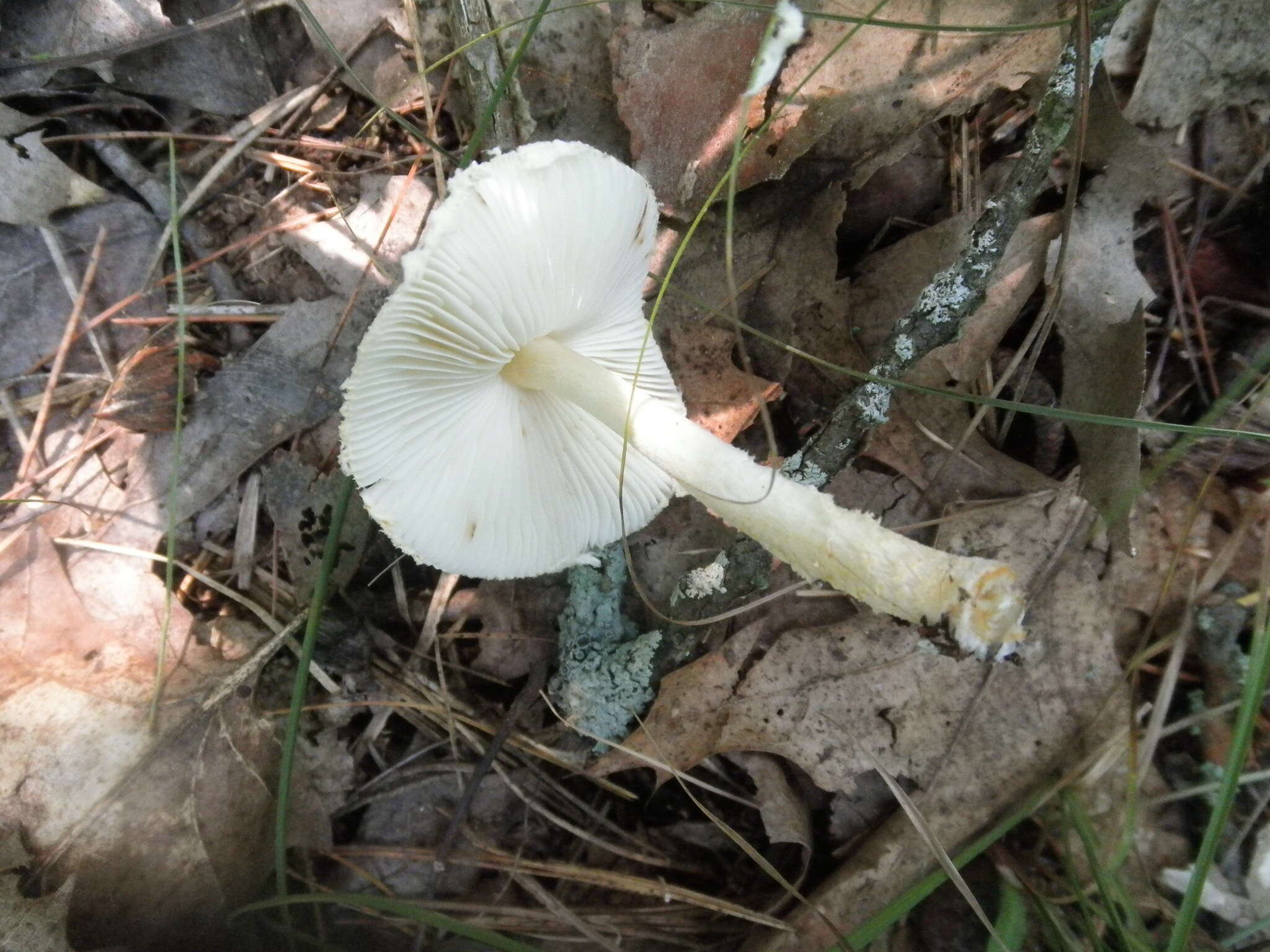 Image of Lepiota clypeolaria (Bull.) P. Kumm. 1871