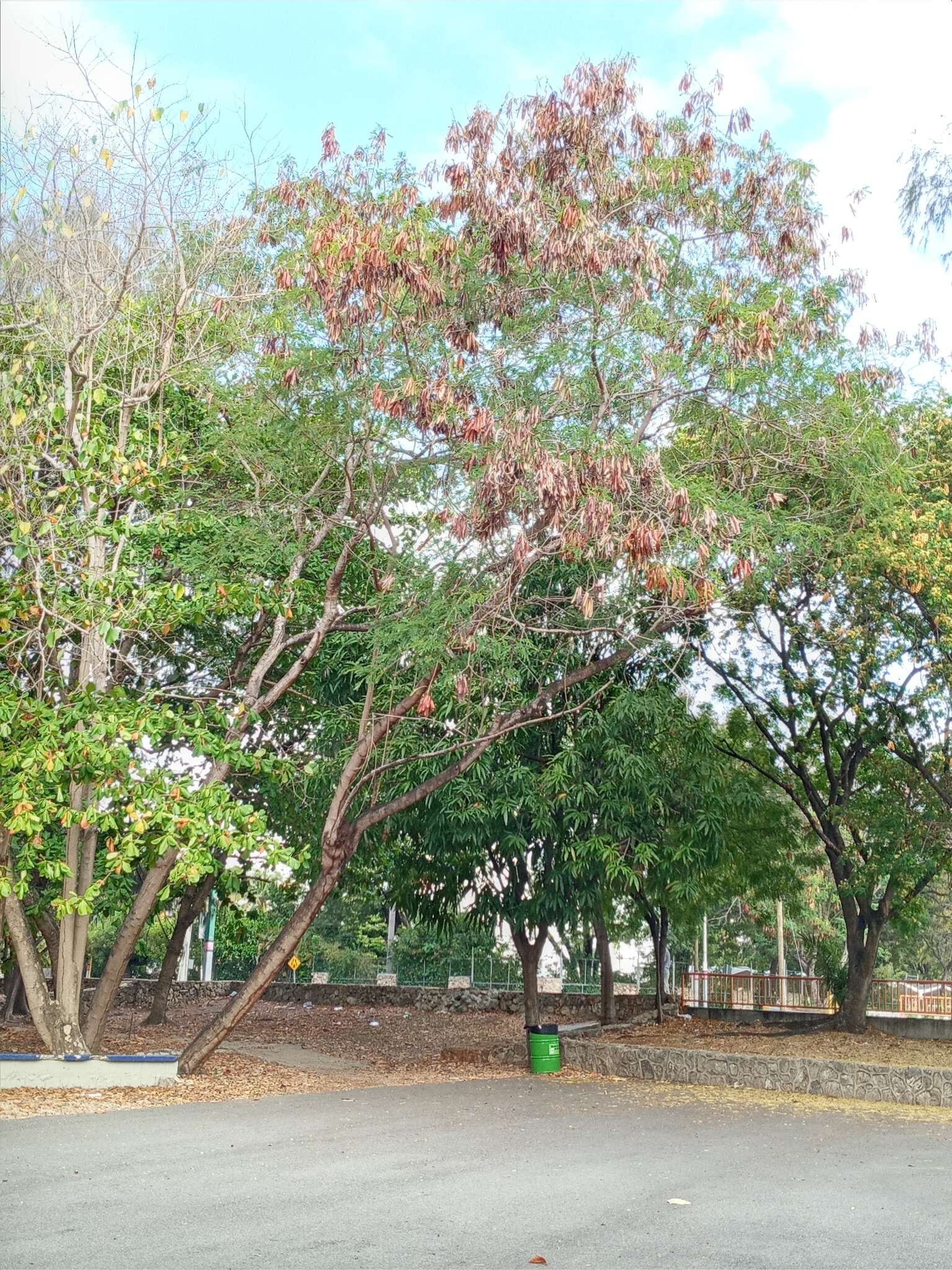 Plancia ëd Leucaena macrophylla Benth.