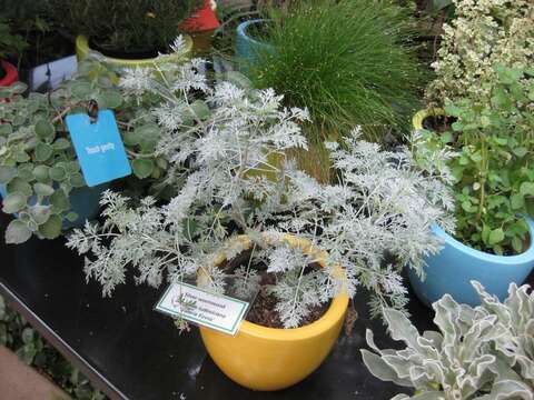 Image of white sagebrush