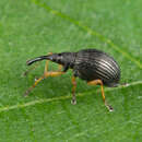Image of white-clover seed weevil