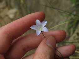 Wahlenbergia obovata Brehmer resmi