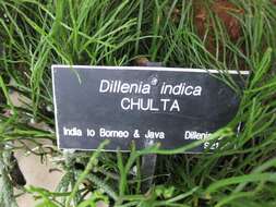 Image of chulta