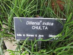 Plancia ëd Dillenia indica L.