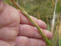 Imagem de Watsonia marginata (L. fil.) Ker Gawl.