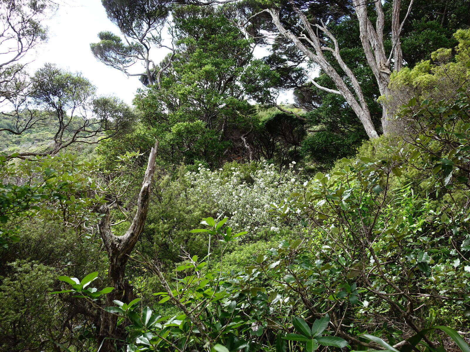 Image of Leionema nudum (Hook.) Paul G. Wilson