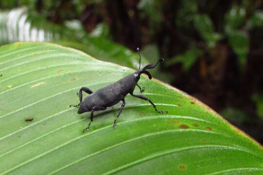 Image de <i>Rhodobaenus nigrofasciatus</i>