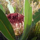 Image de Protea lorifolia (Salisb. ex Knight) Fourc.