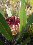 Image of Protea lorifolia (Salisb. ex Knight) Fourc.