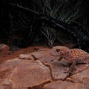 Image of Centralian Rough Knob-tail gecko