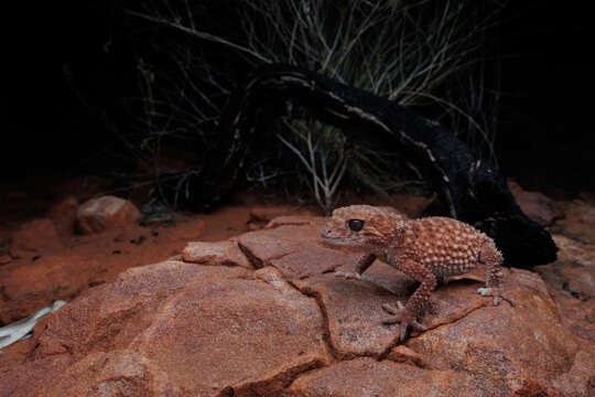 Image of Centralian Rough Knob-tail gecko