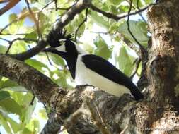 Imagem de Cyanocorax dickeyi Moore & RT 1935