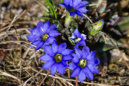 Gentiana membranulifera T. N. Ho的圖片