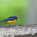 Image of Velvet-fronted Euphonia