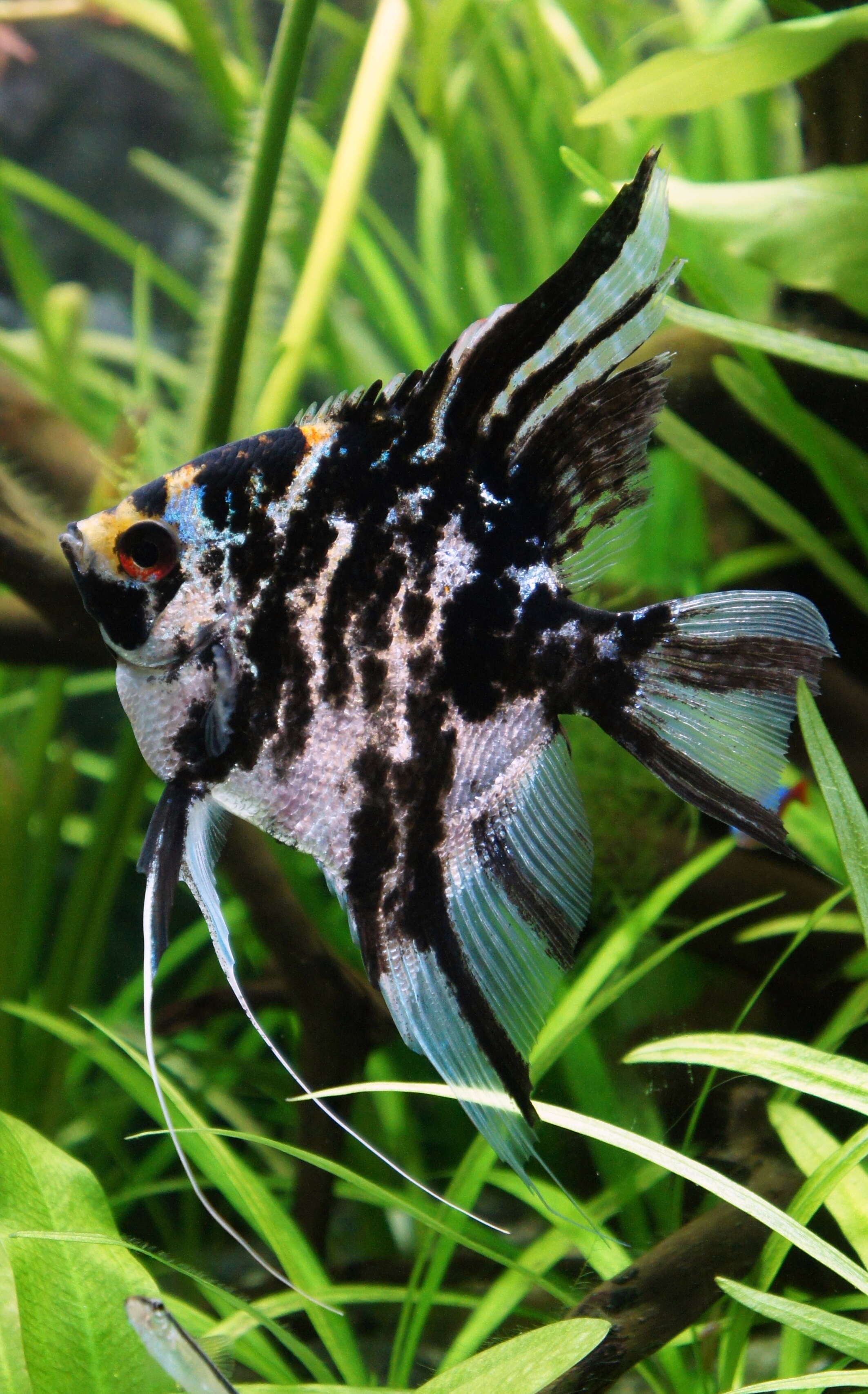 Image of freshwater angelfish