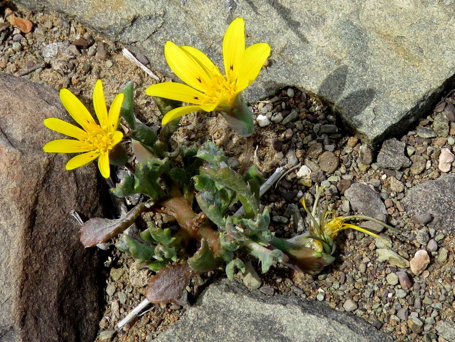 Image of Gazania lichtensteinii Less.