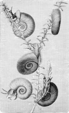 Image of Great Ram's Horn Snail