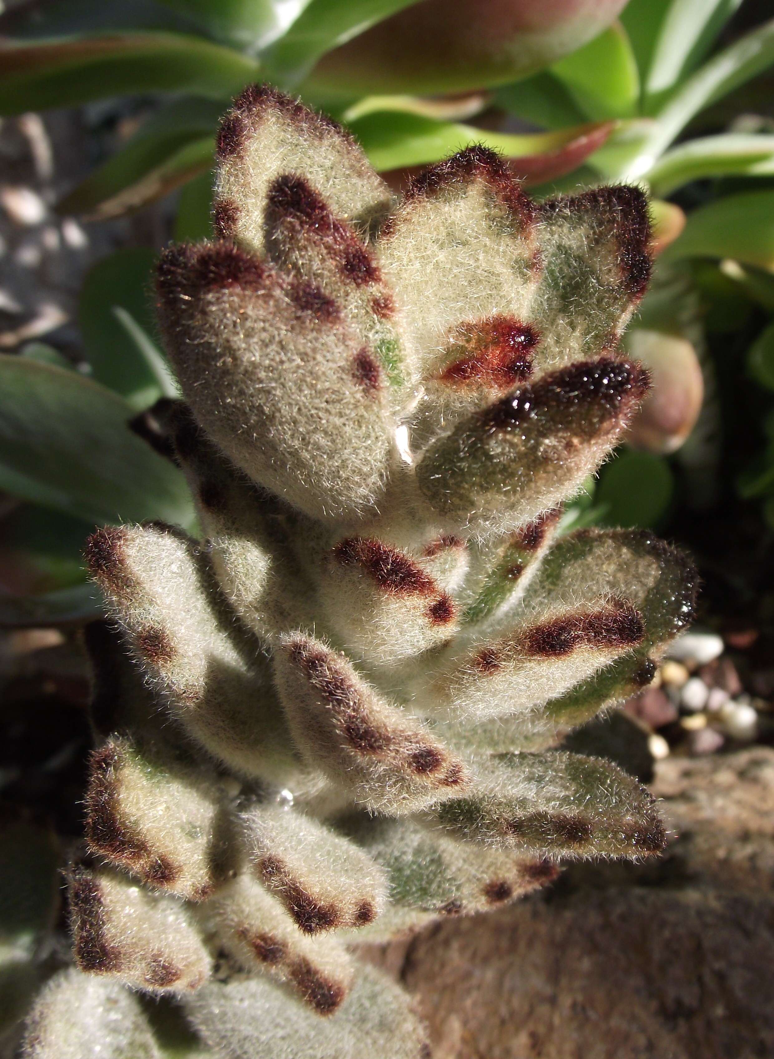 Image of Kalanchoe tomentosa Baker