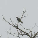 Image of Yellow-shouldered Grosbeak