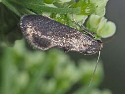 Image of Phaulernis dentella Zeller 1839