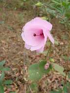 Image of swampmallow