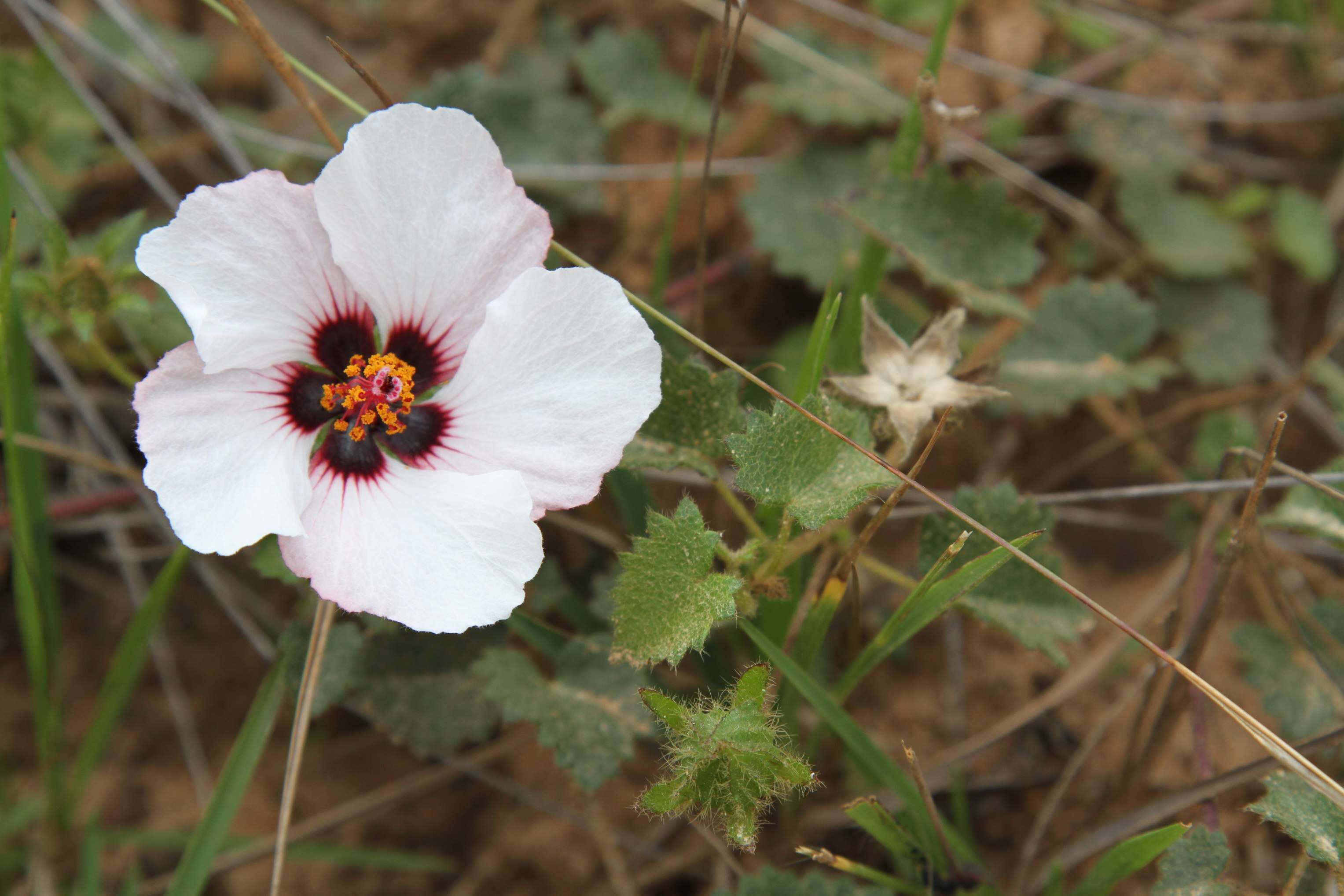 Image of swampmallow