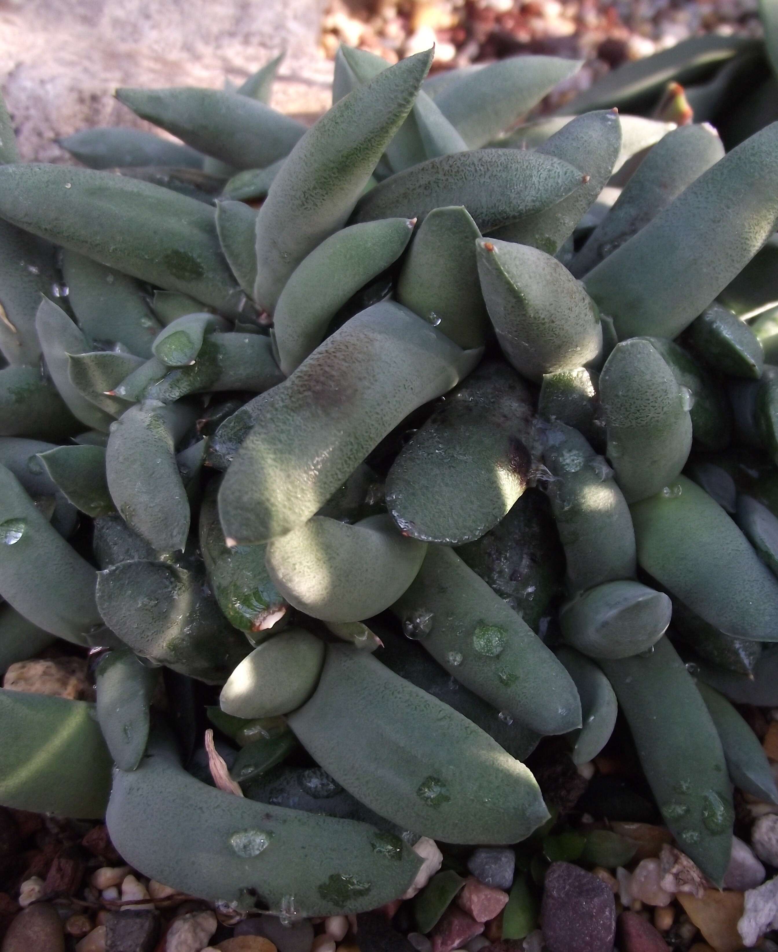 Image of Gasteria glomerata van Jaarsv.