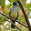 Image of Apical Flycatcher