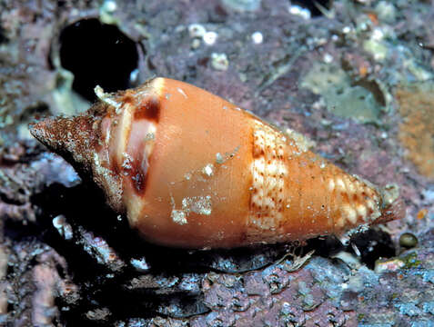 Image of Conasprella articulata (G. B. Sowerby II 1873)