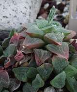 Слика од Haworthia pygmaea Poelln.