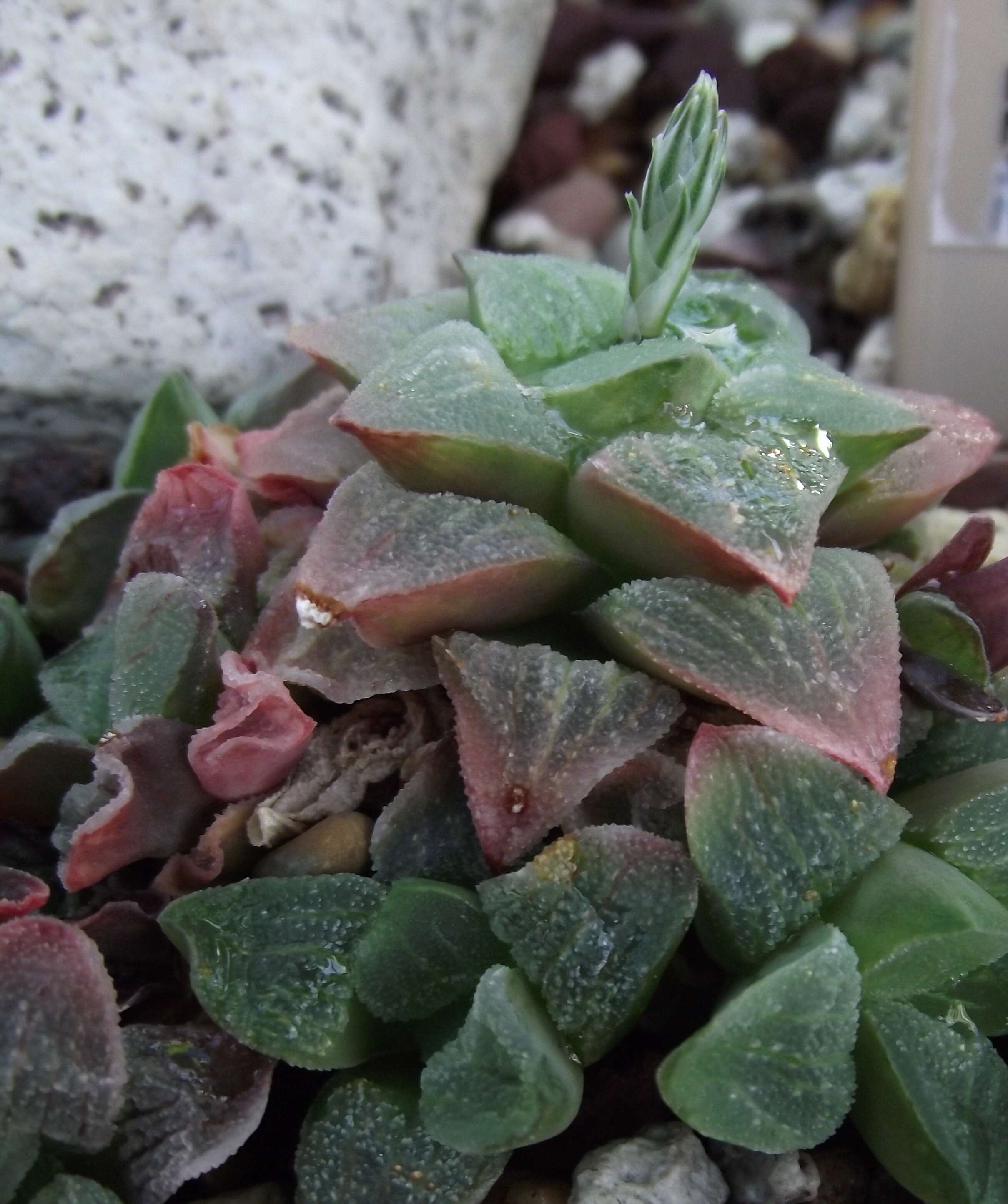 Слика од Haworthia pygmaea Poelln.