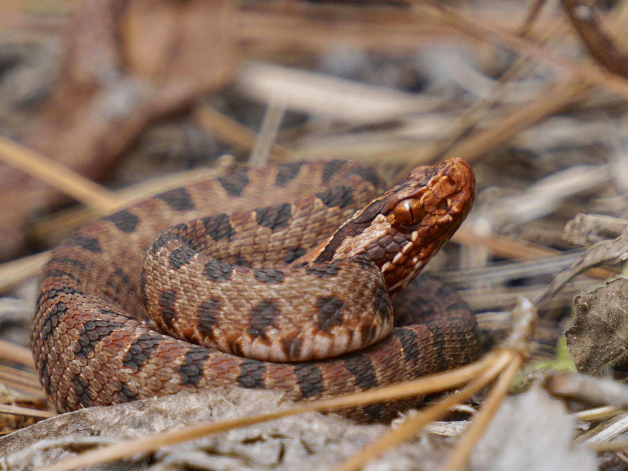 Image of Sistrurus miliarius miliarius (Linnaeus 1766)