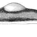 Image of broad-headed lanceolate sea slug